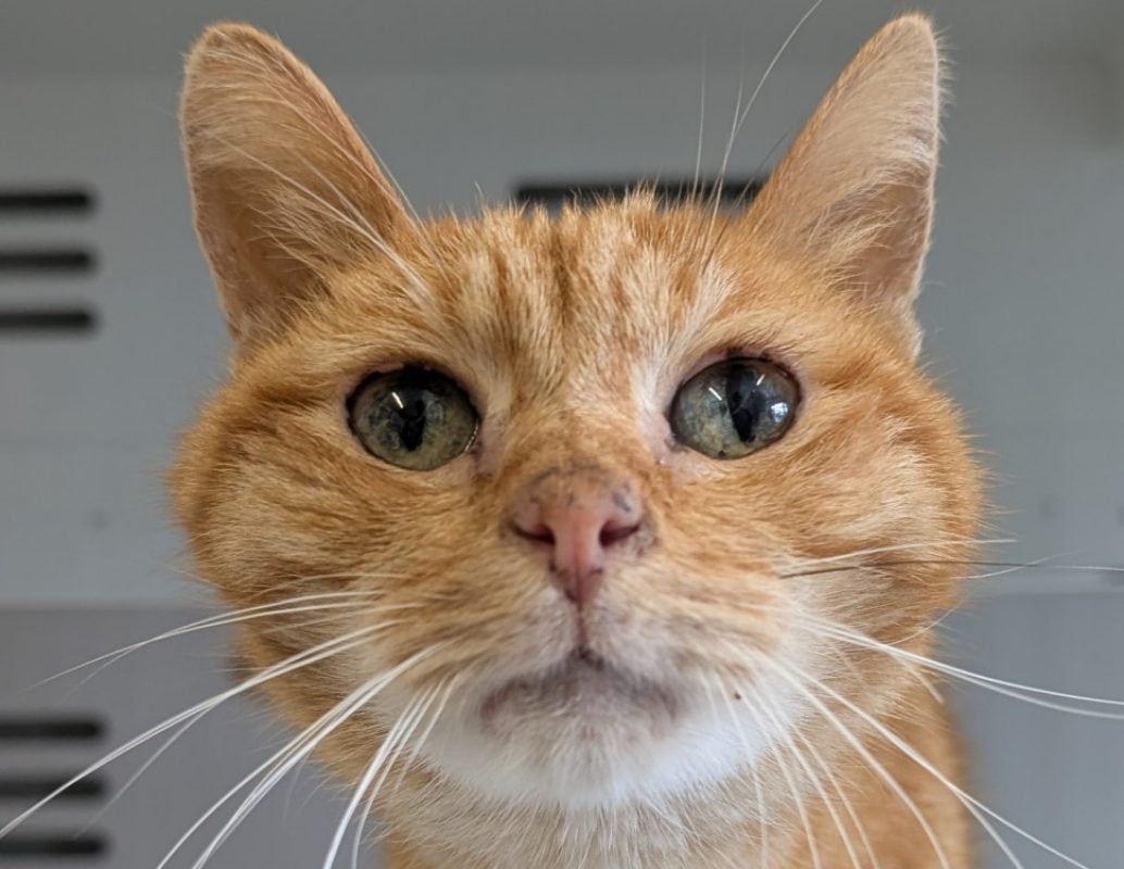 Guiroux - Chat Européen à adopter