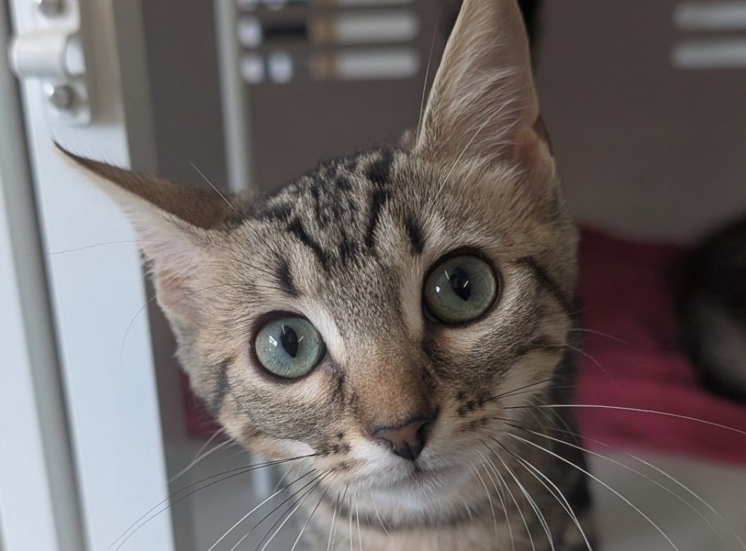 Autumn - Chat Européen à adopter