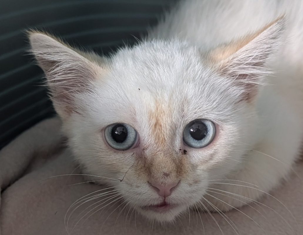 Dublin - Chat Européen à adopter