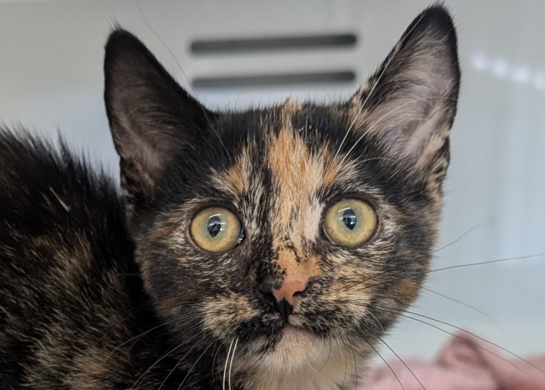 Colette - Chat Européen à adopter