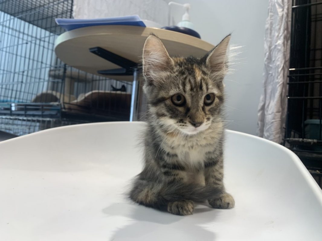 Moon - Chat Européen à adopter