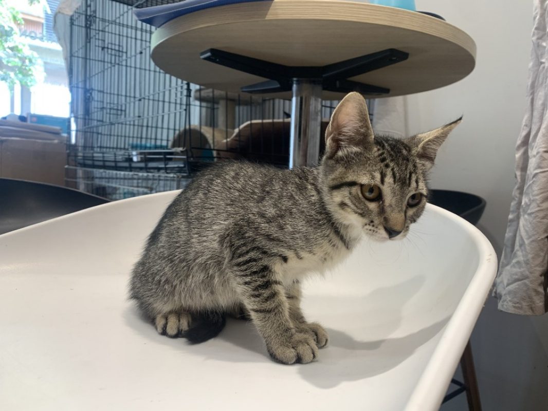 Gaia - Chat Européen à adopter
