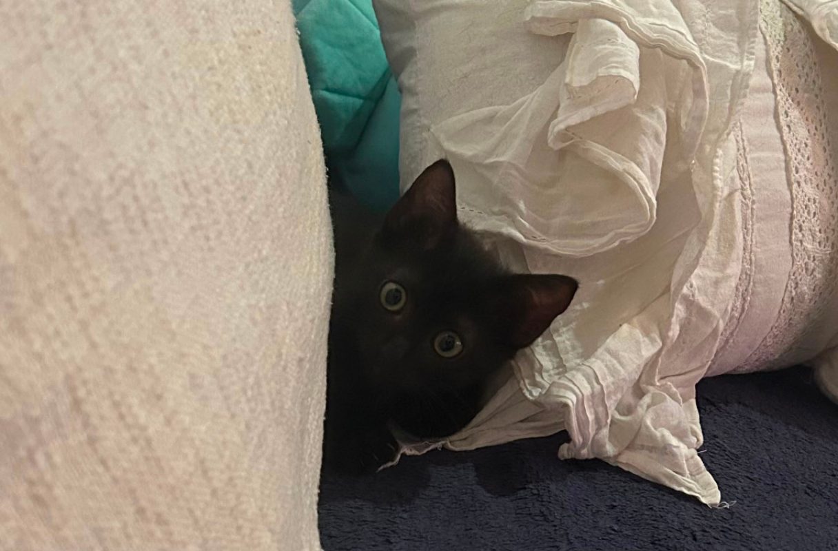 Bella - Chat Européen à adopter