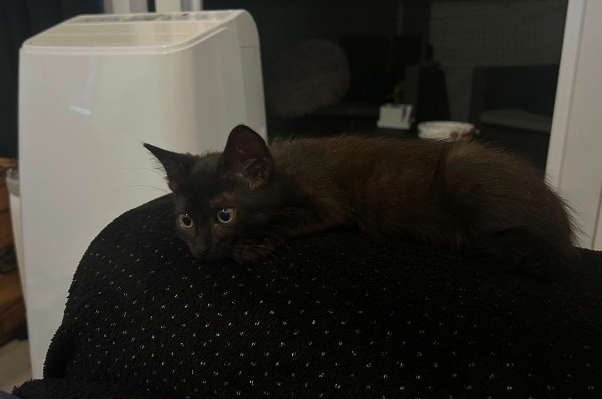 Bella - Chat Européen à adopter - photo 2