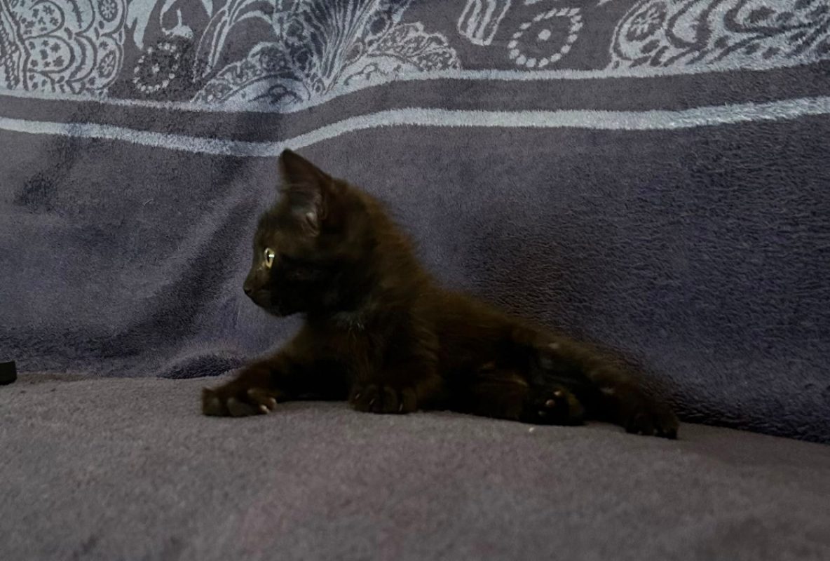 Bella - Chat Européen à adopter - photo 3