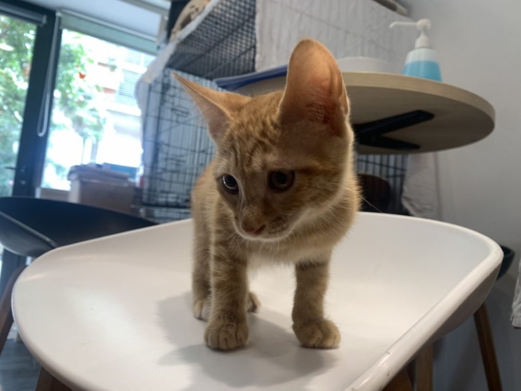 Sun - Chat Européen à adopter