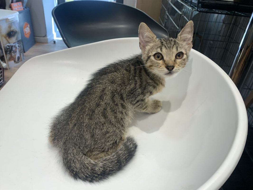 Romeo - Chat Européen à adopter