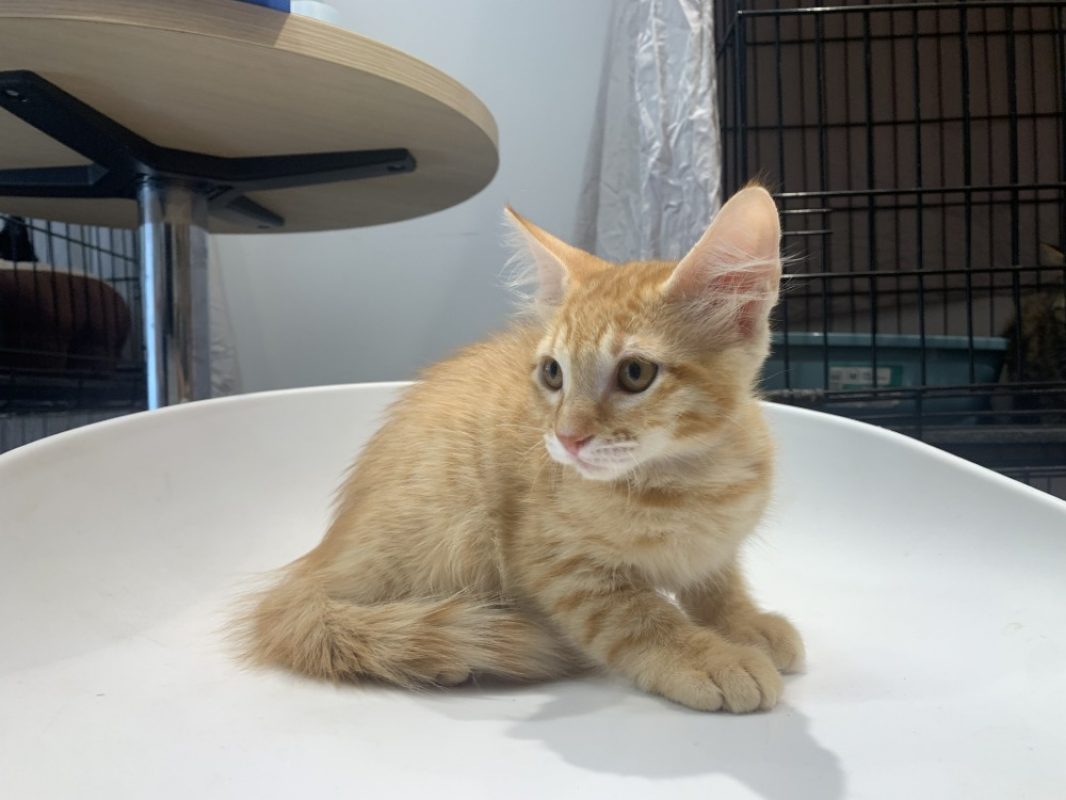 Mufasa - Chat Européen à adopter