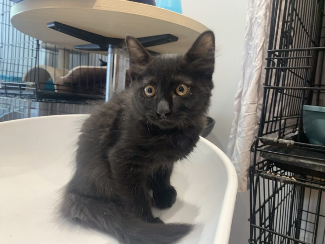 Blacky - Chat Européen à adopter