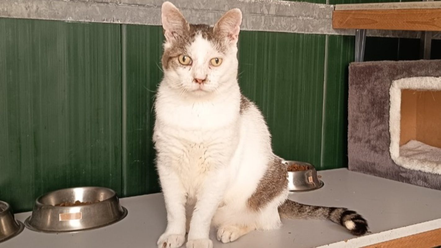 Sherlock - Chat Européen à adopter