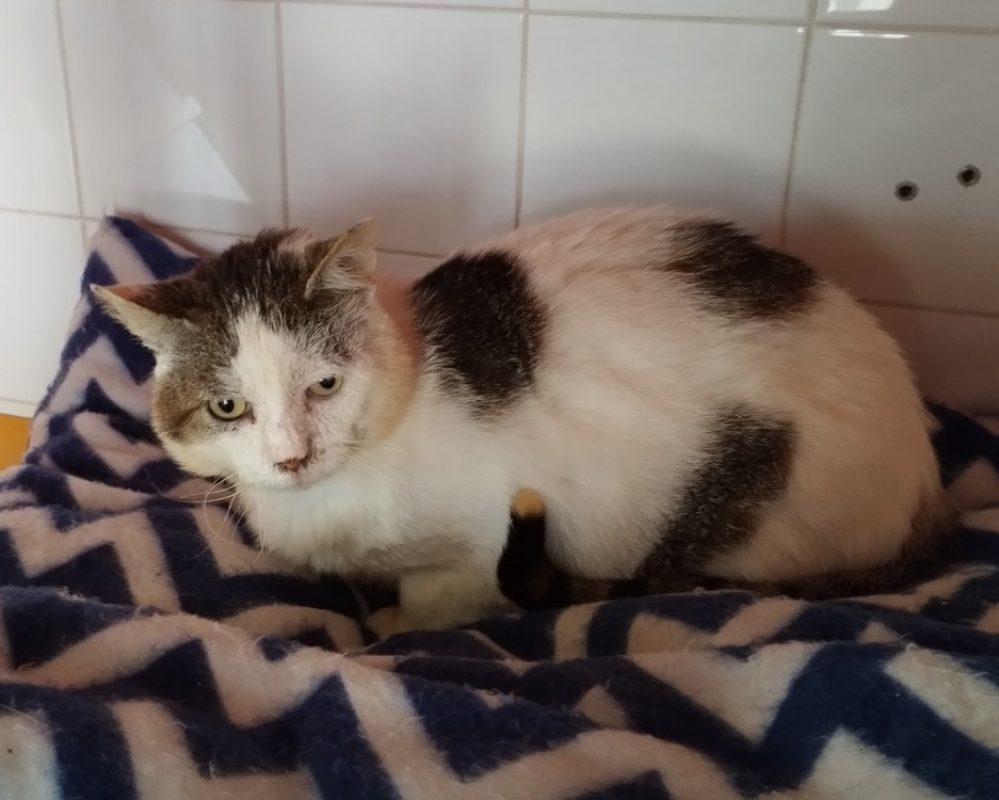 Sherlock - Chat Européen à adopter - photo 2