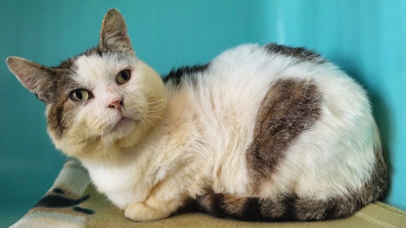 Sherlock - Chat Européen à adopter - photo 3