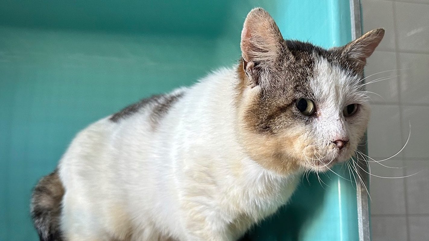 Sherlock - Chat Européen à adopter - photo 6