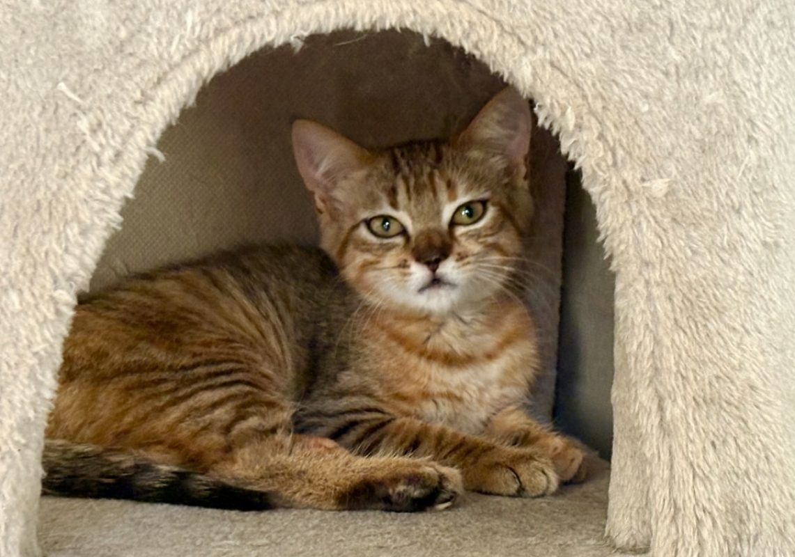 Cupi - Chat Européen à adopter
