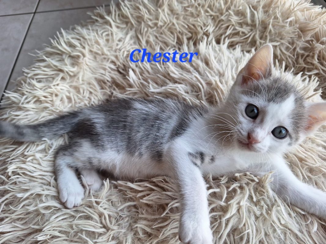 Chester - Chat Européen à adopter