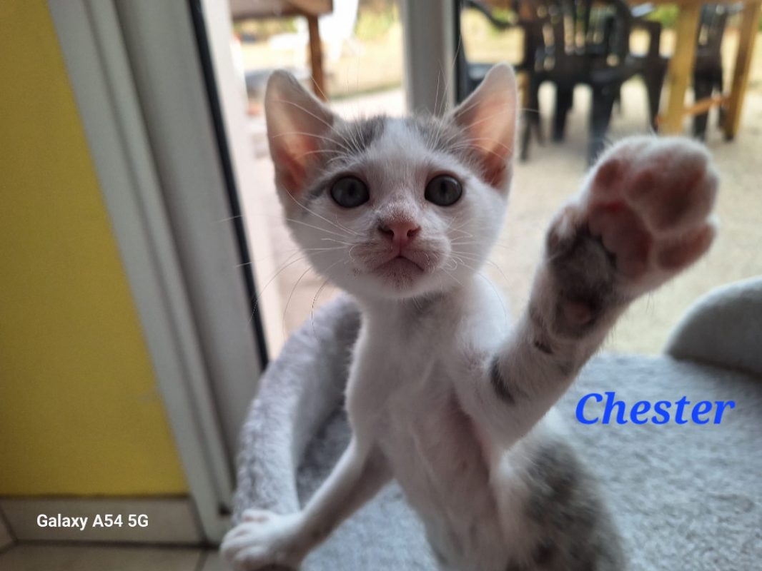 Chester - Chat Européen à adopter - photo 2