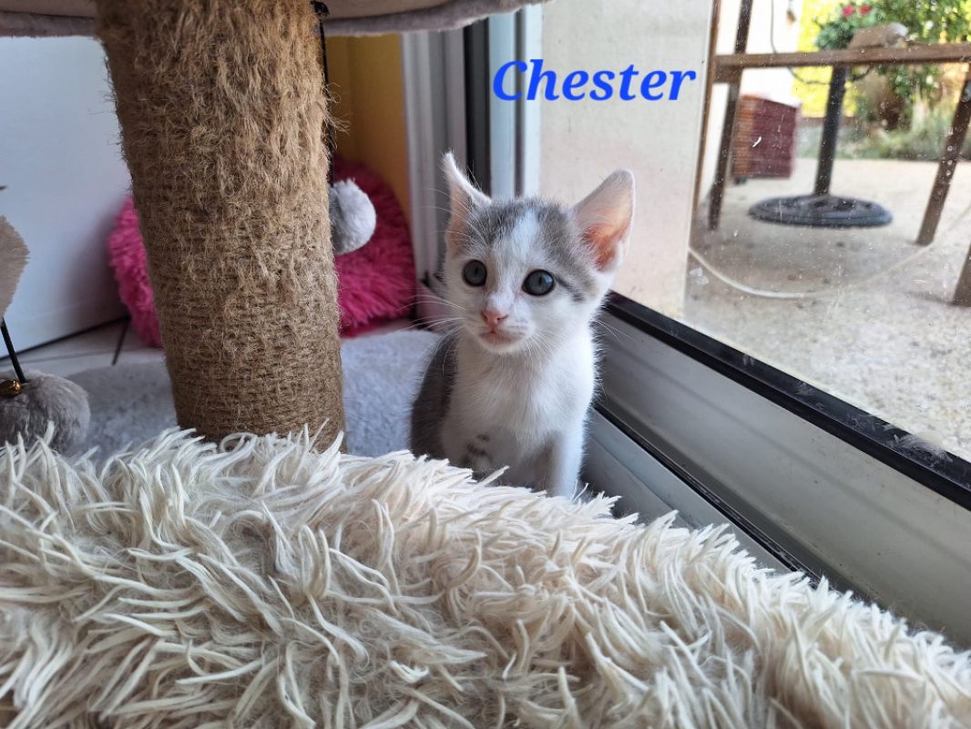 Chester - Chat Européen à adopter - photo 3