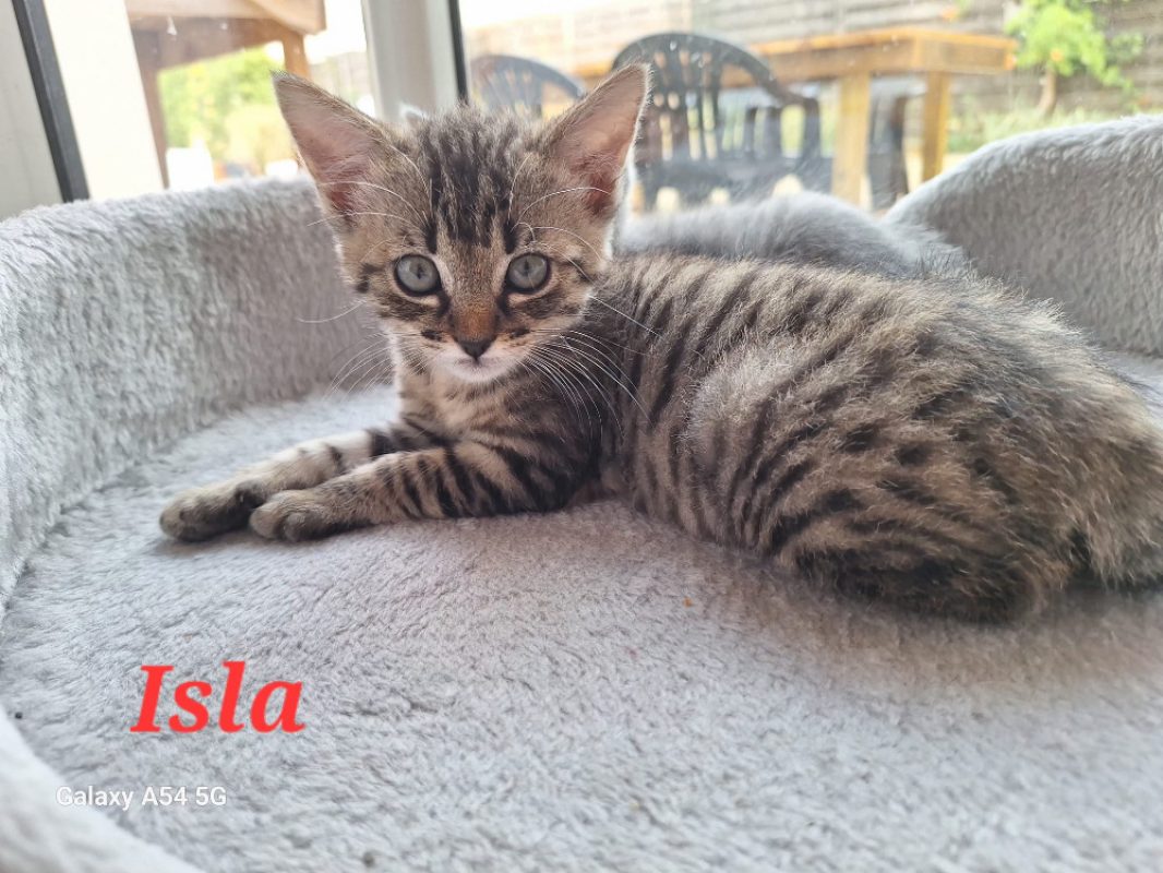Isla - Chat Européen à adopter