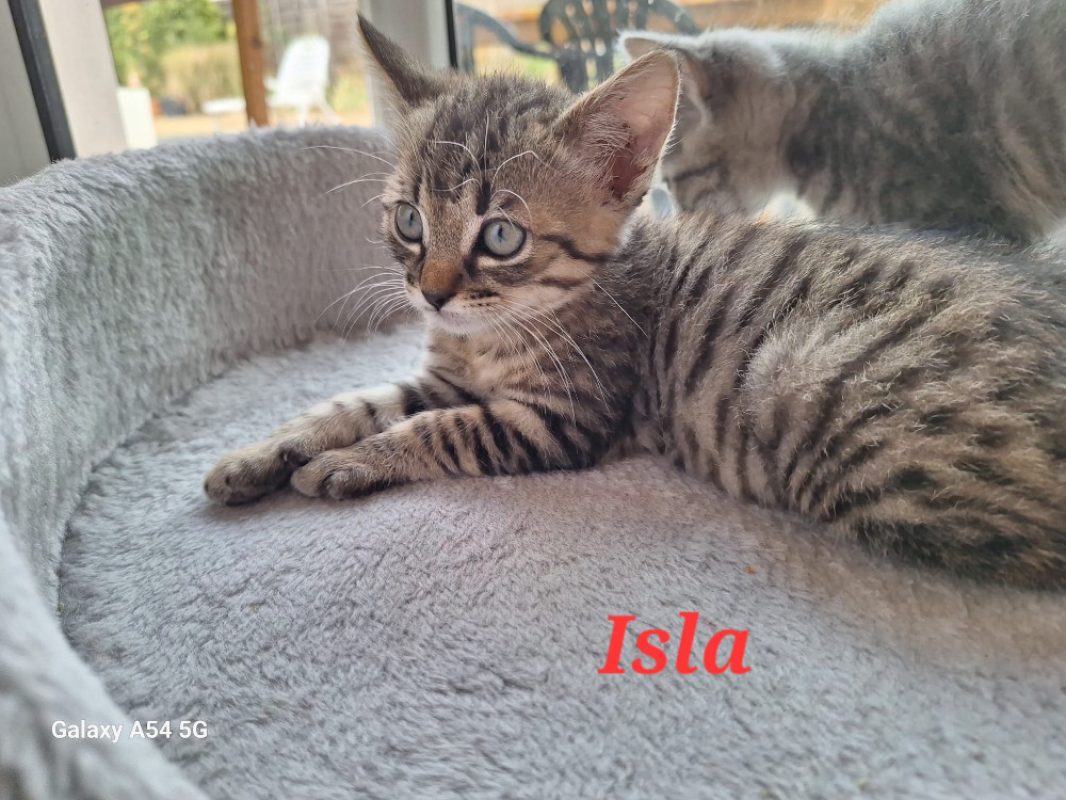 Isla - Chat Européen à adopter - photo 2