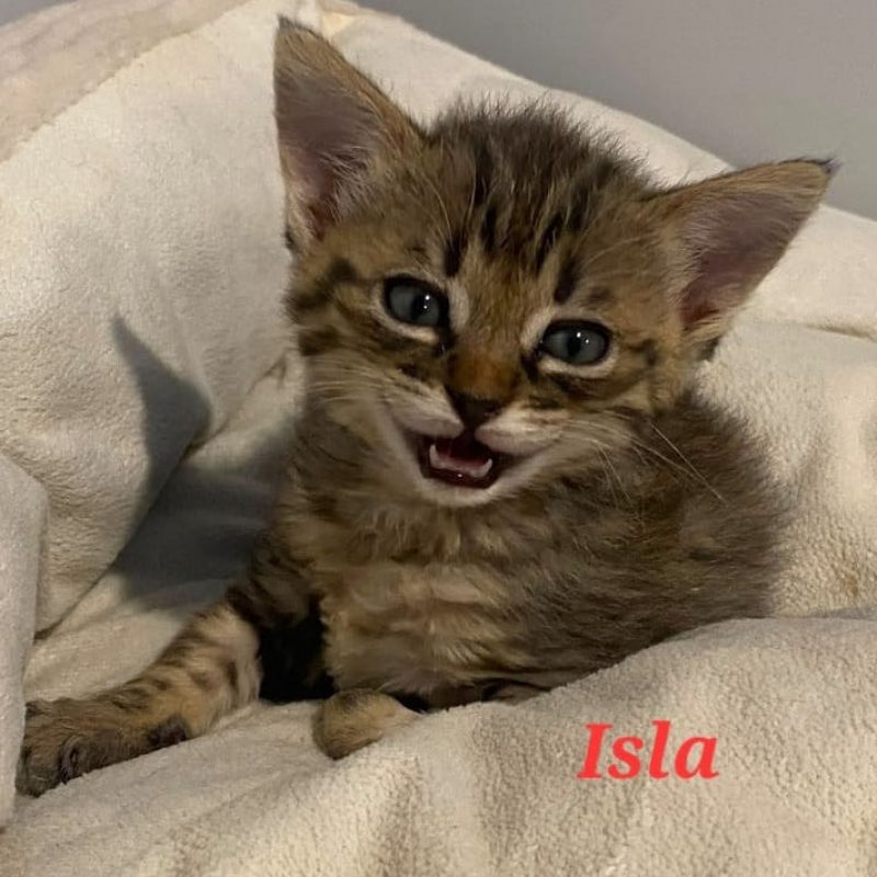 Isla - Chat Européen à adopter - photo 3