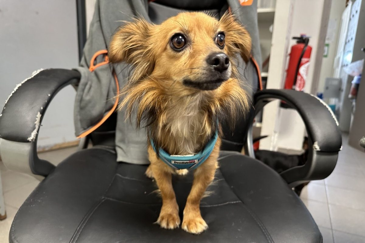 Duracel - Chien à adopter