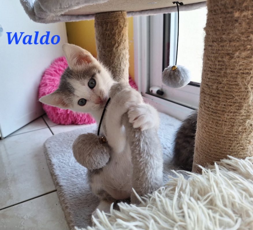 Waldo - Chat Européen à adopter