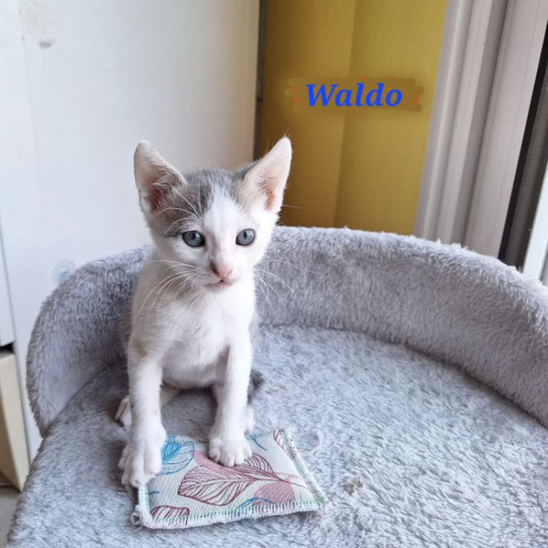 Waldo - Chat Européen à adopter - photo 2