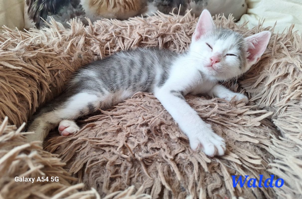 Waldo - Chat Européen à adopter - photo 3
