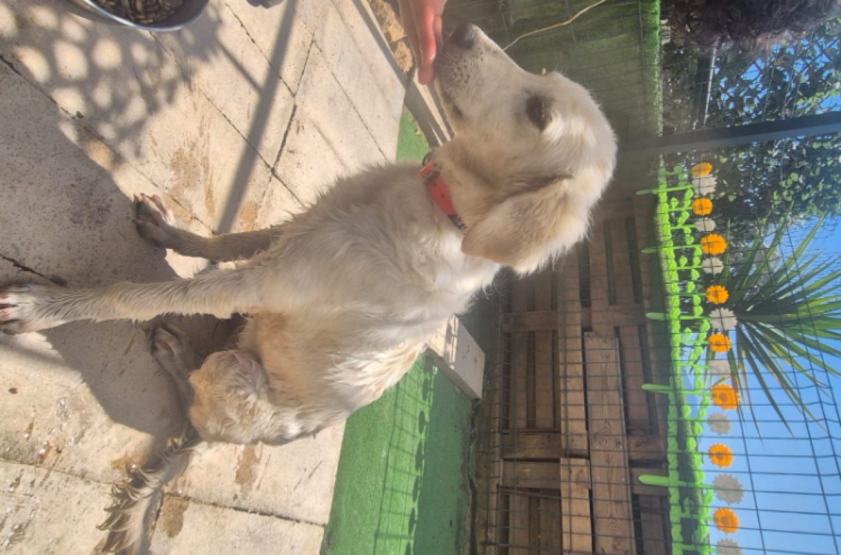 Tosca - Chien Berger des Pyrénées à adopter
