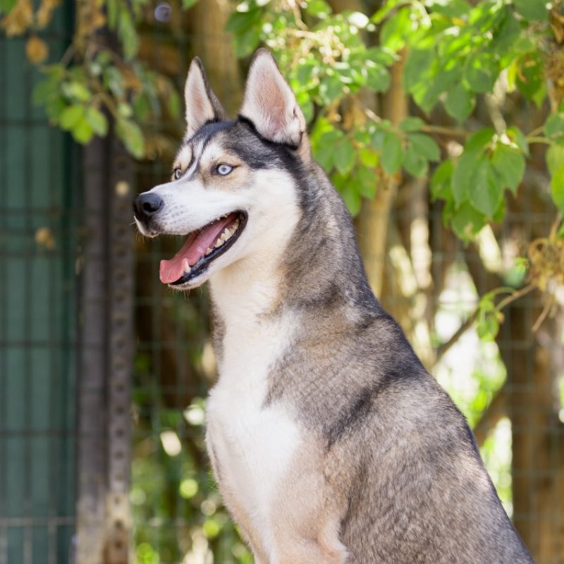Meeko - Chien Husky Sibérien à adopter