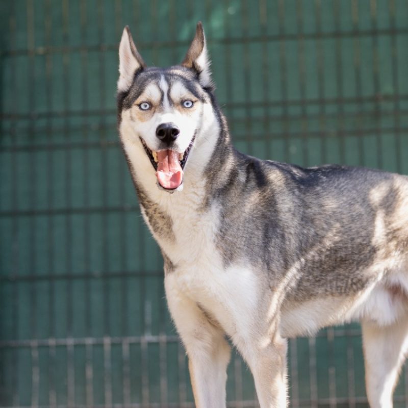 Meeko - Chien Husky Sibérien à adopter - photo 2
