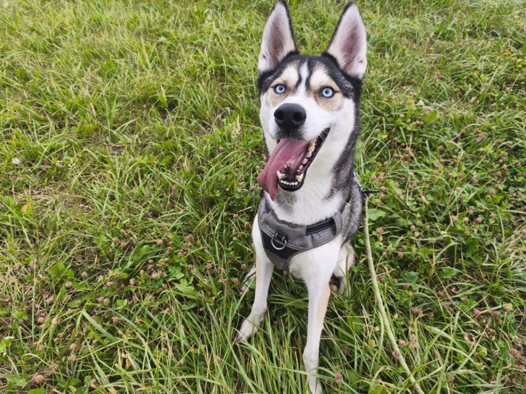 Meeko - Chien Husky Sibérien à adopter - photo 4