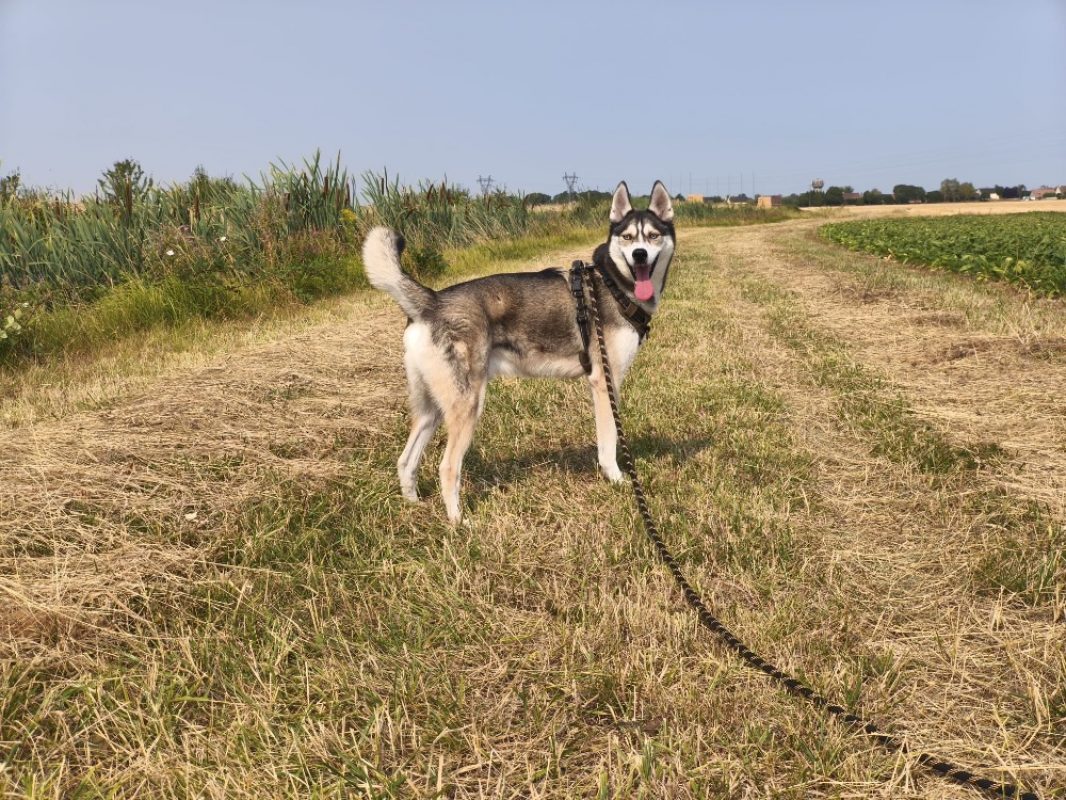 Meeko - Chien Husky Sibérien à adopter - photo 6