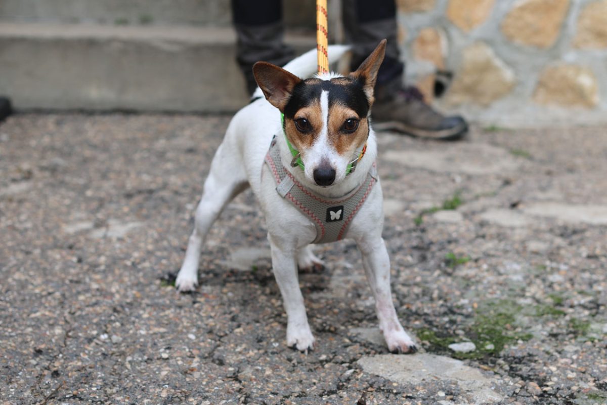Titemere / volta - Chien à adopter - photo 2