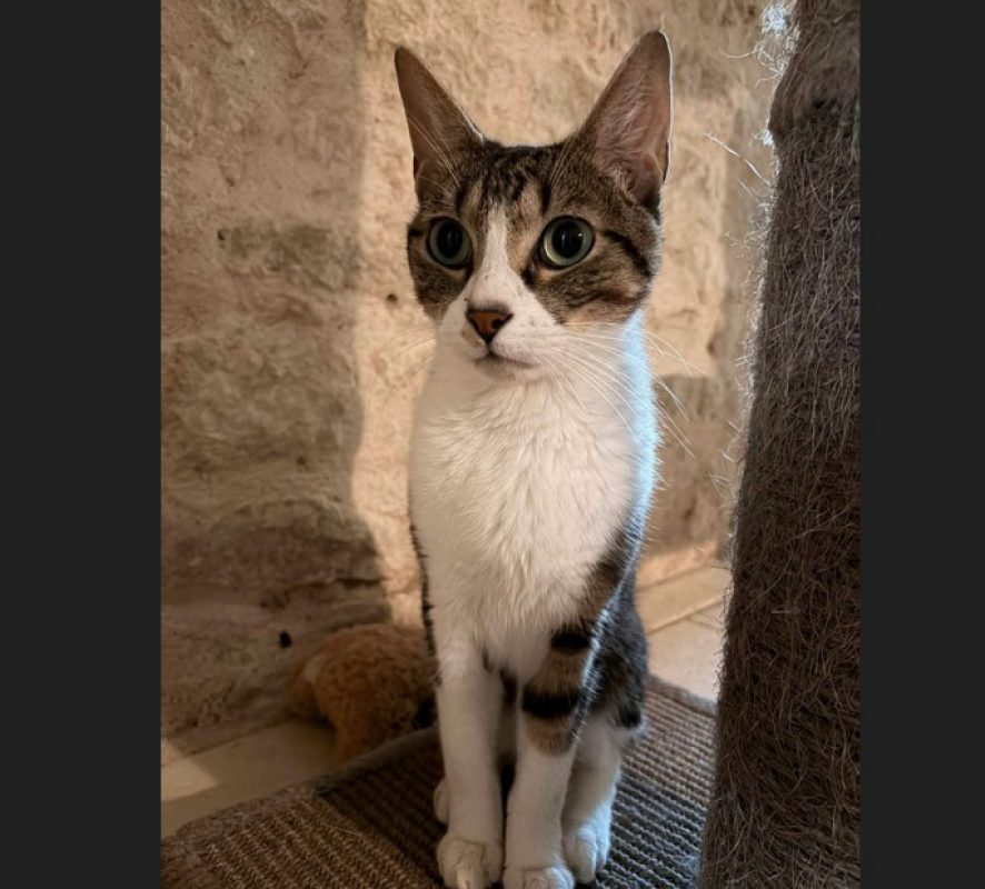 Haribo - Chat Européen à adopter
