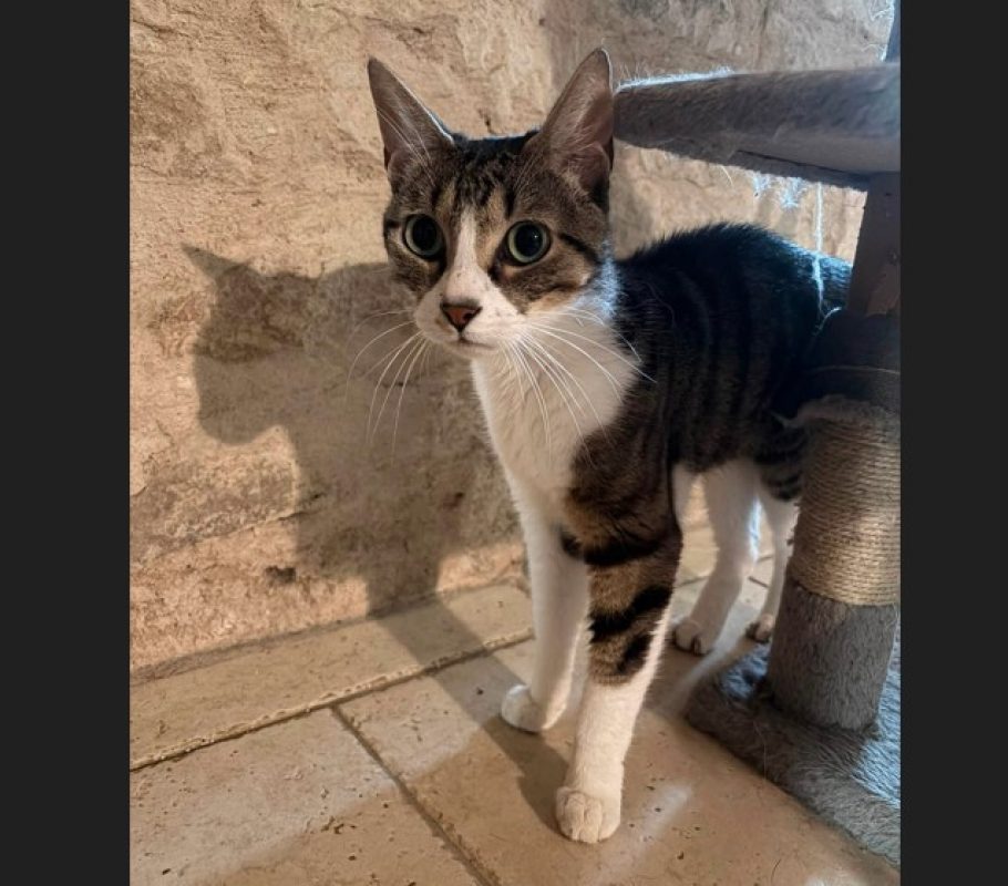 Haribo - Chat Européen à adopter - photo 2