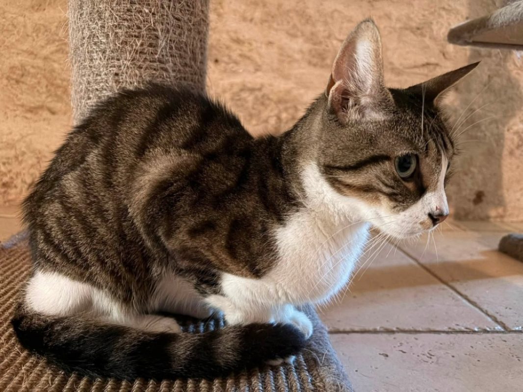 Haribo - Chat Européen à adopter - photo 4