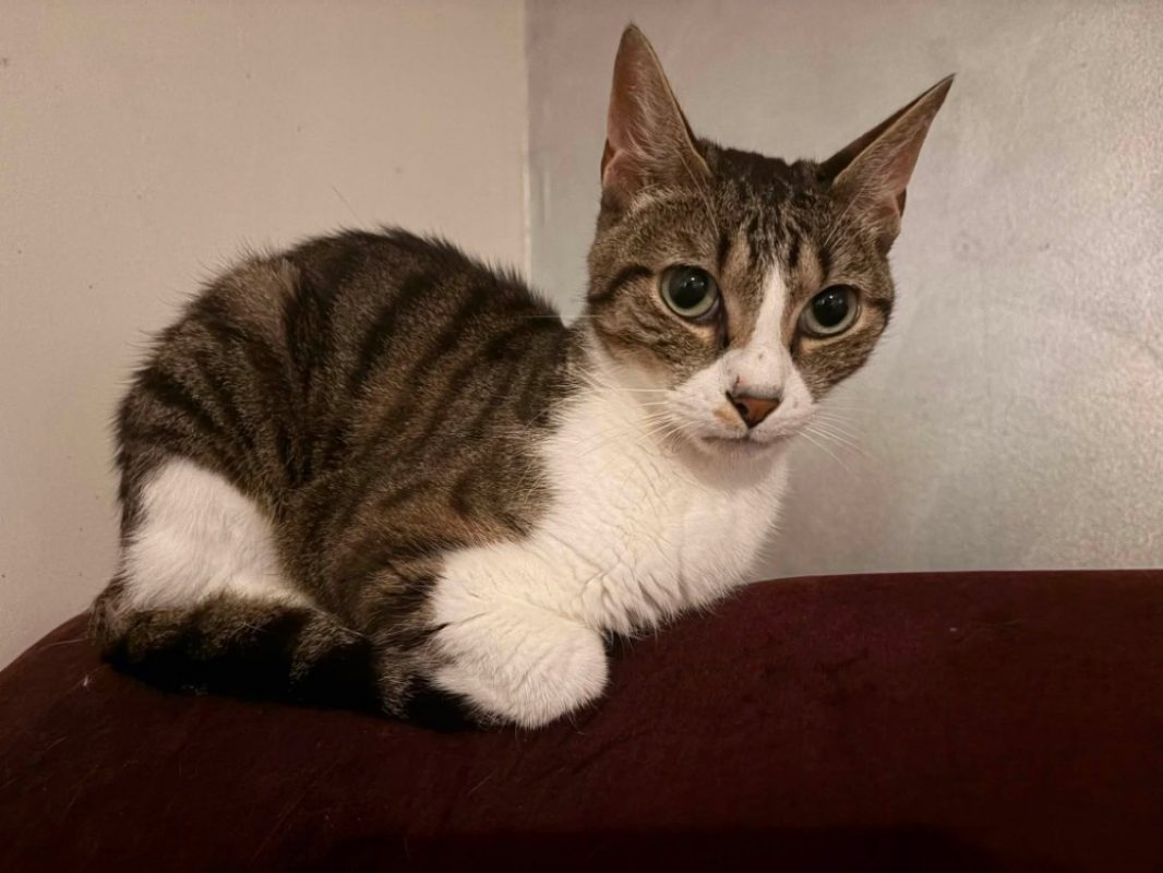Haribo - Chat Européen à adopter - photo 6