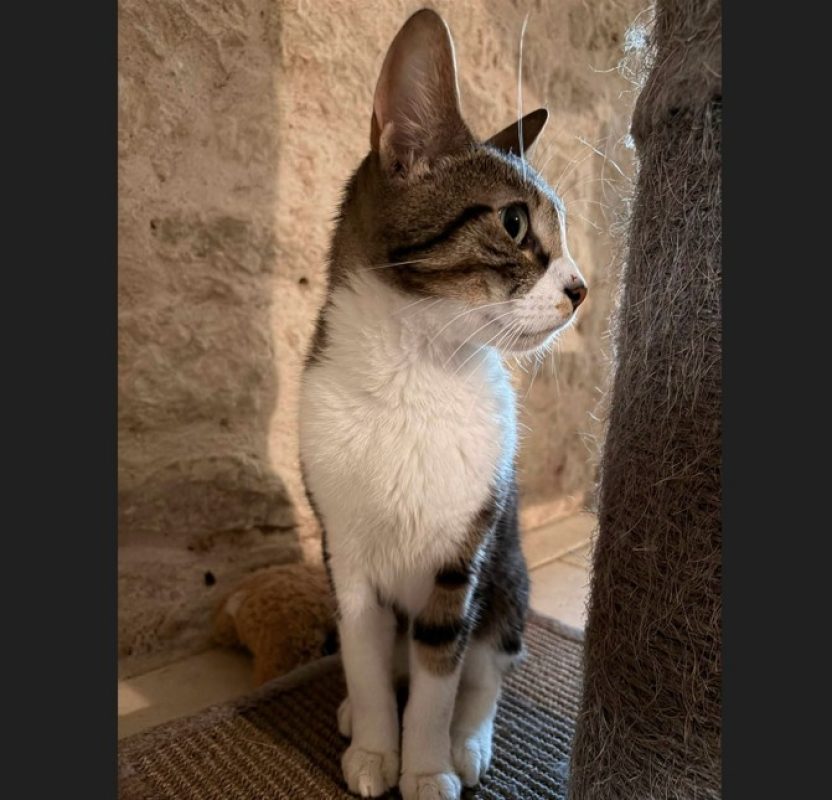 Haribo - Chat Européen à adopter - photo 8