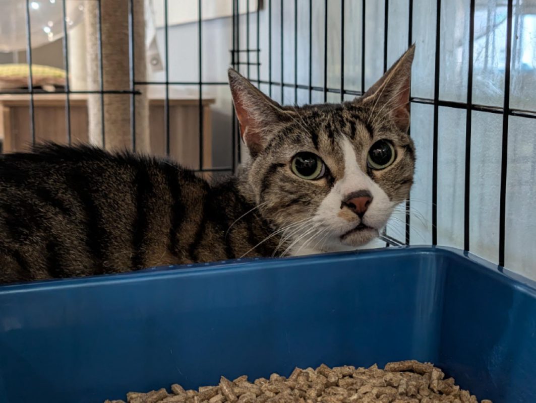 Haribo - Chat Européen à adopter - photo 10