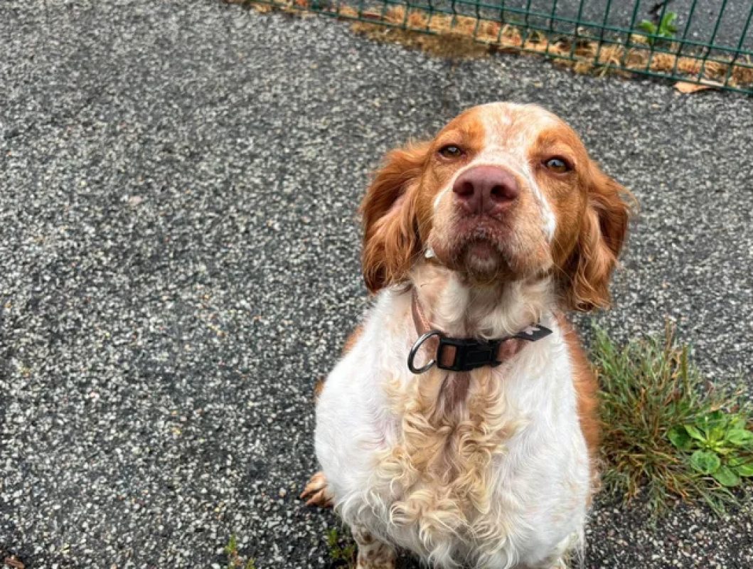 Tess - Chien Epagneul Breton à adopter