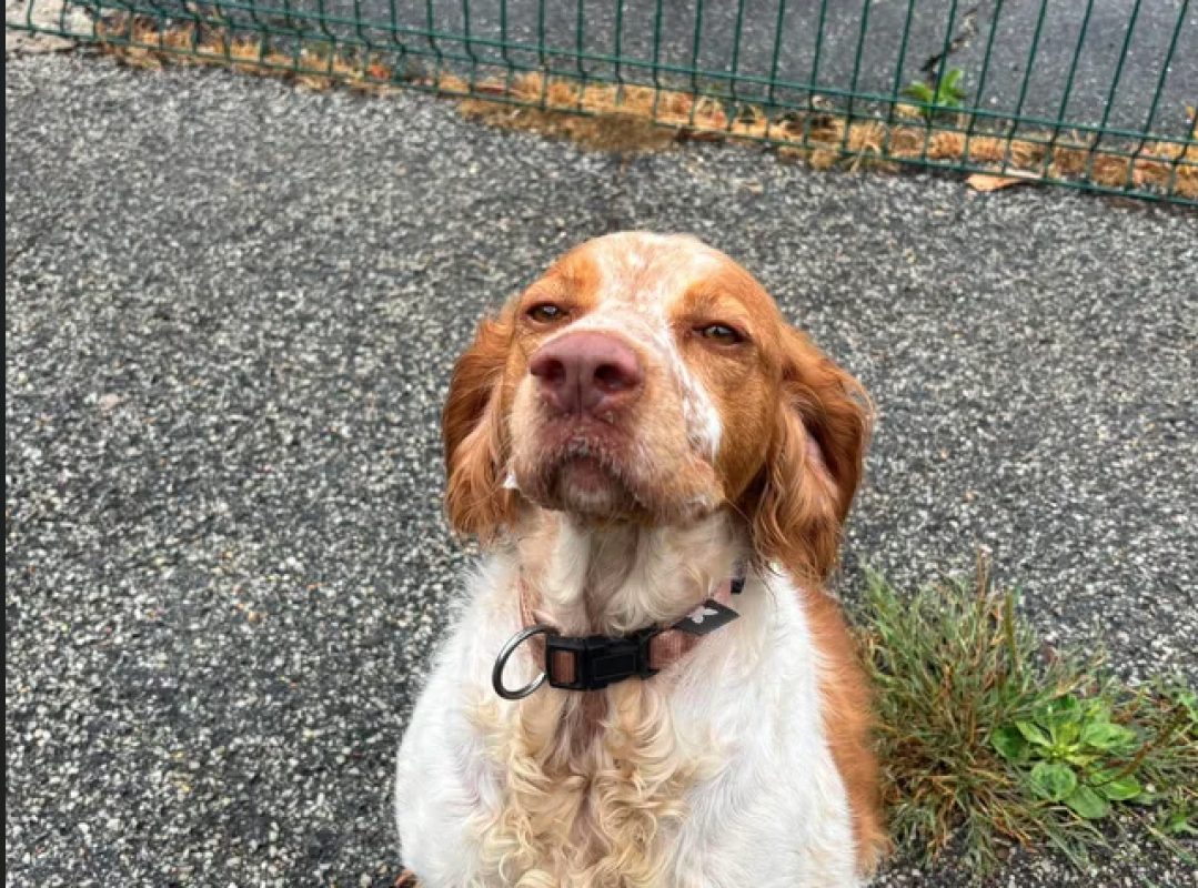 Tess - Chien Epagneul Breton à adopter - photo 4