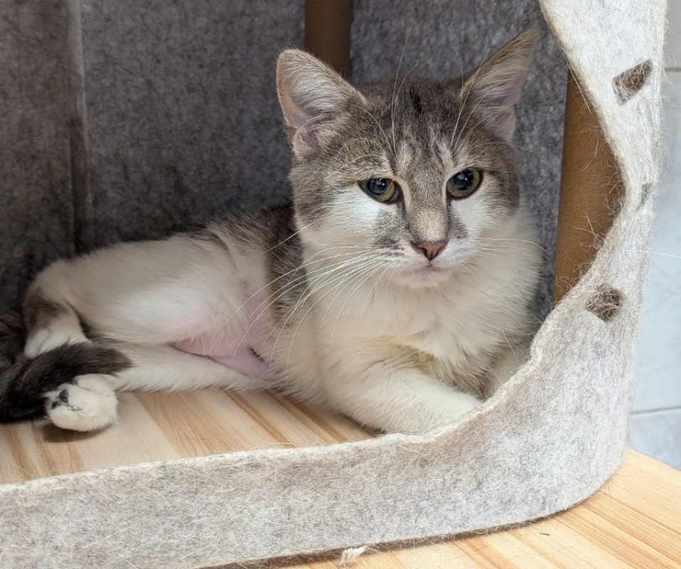 Jess - Chat Européen à adopter