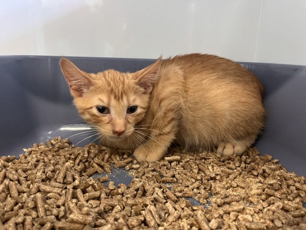 Marley - Chat Européen à adopter