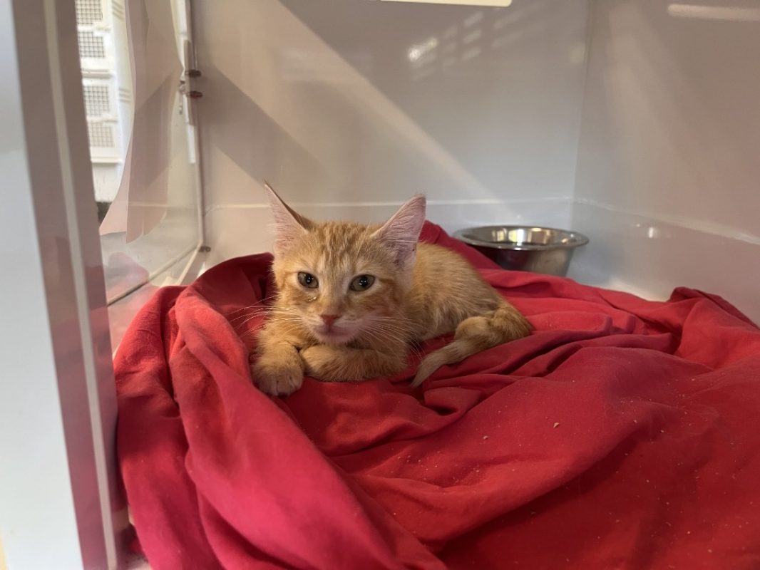 Bobette - Chat Européen à adopter