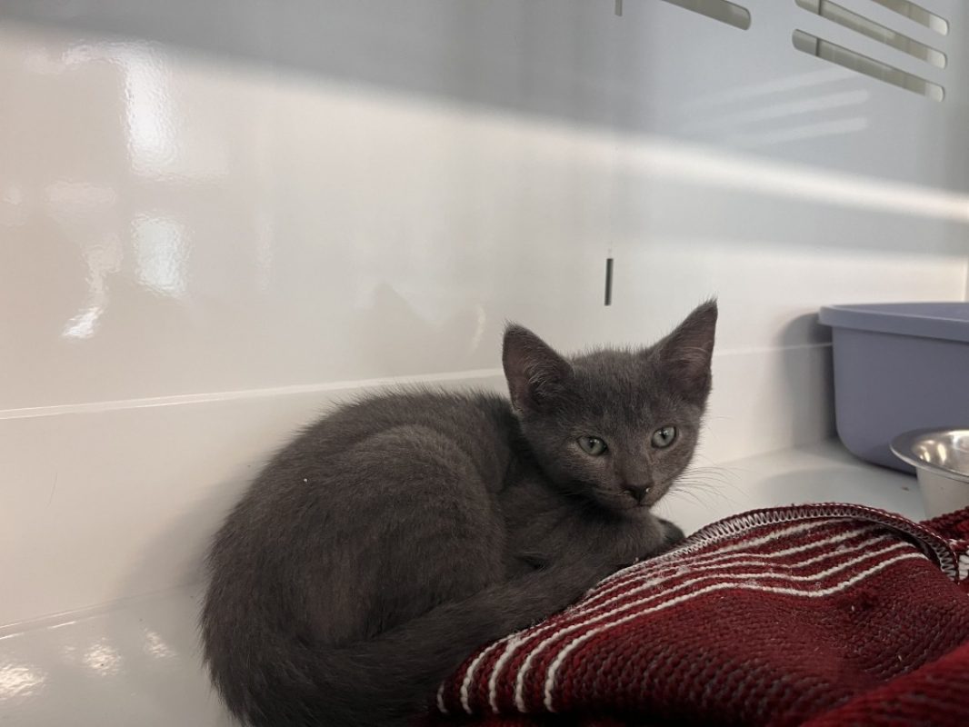 River - Chat à adopter