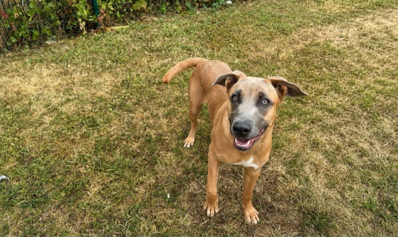 Atome - Chien à adopter