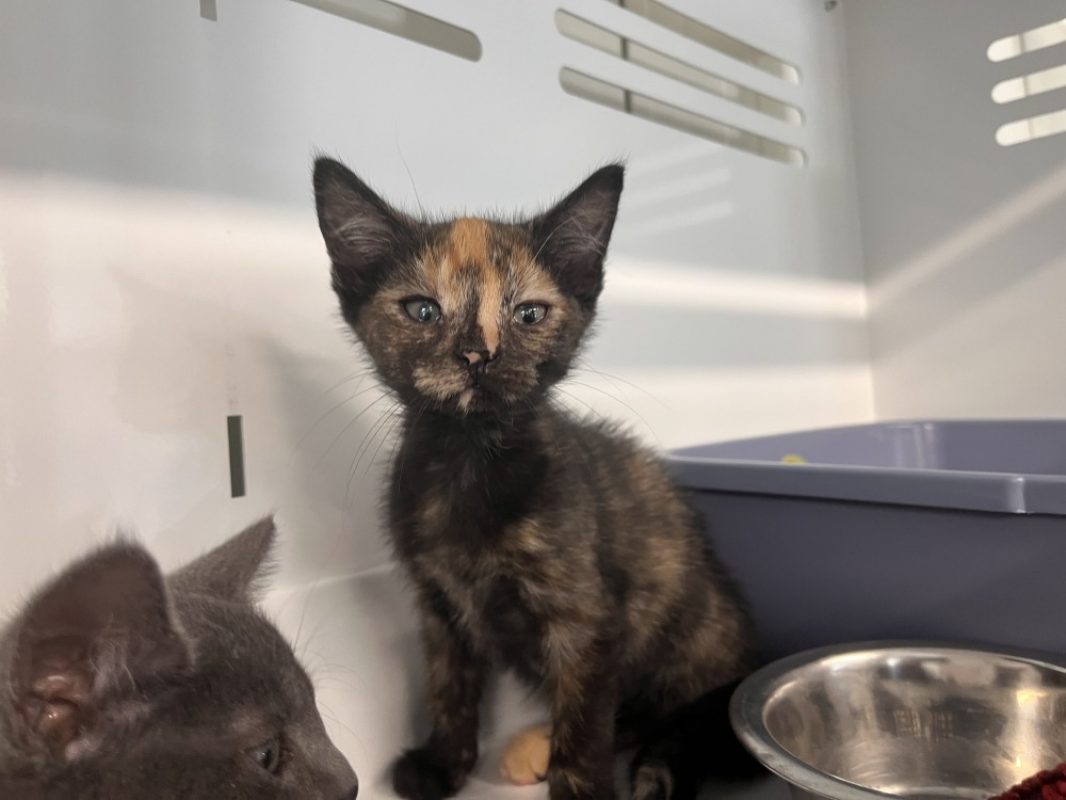 Pixel - Chat Européen à adopter