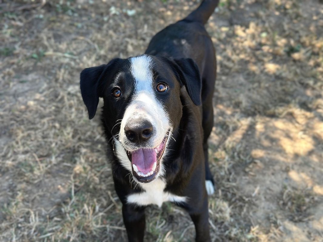 Aka - Chien Border Collie à adopter