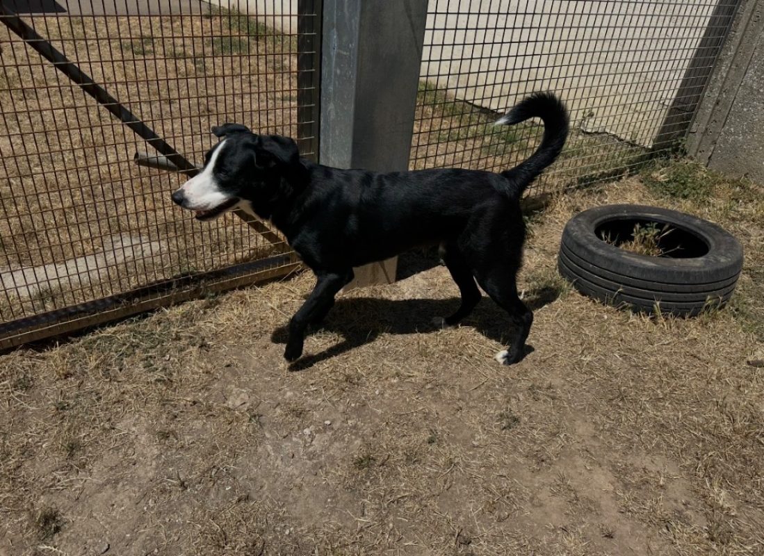 Aka - Chien Border Collie à adopter - photo 2